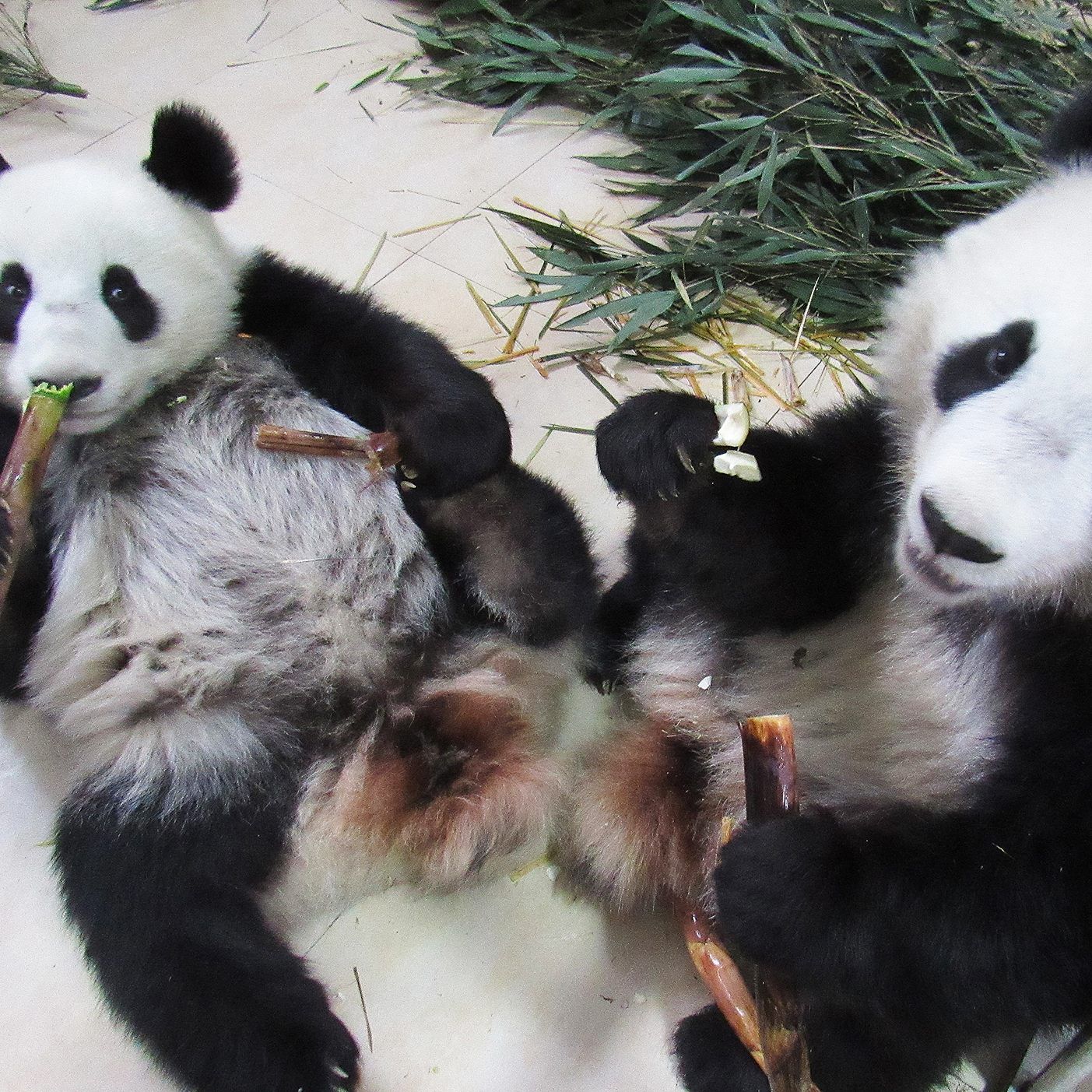 Die neue Pflegerin übernimmt in China schrittweise die Betreuung der Pandas.