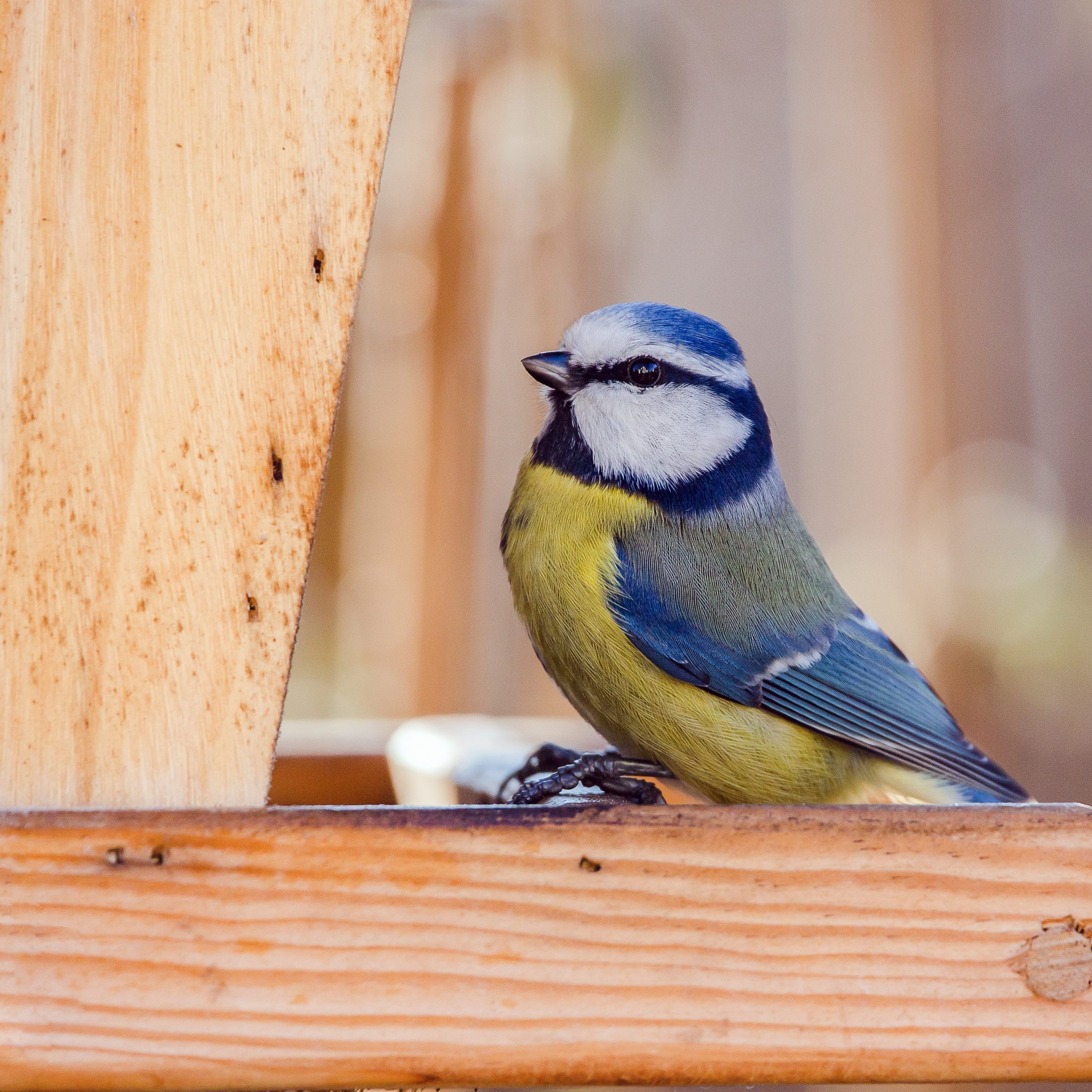 Einer der Wintervögel ist unter anderem die Blaumeise.