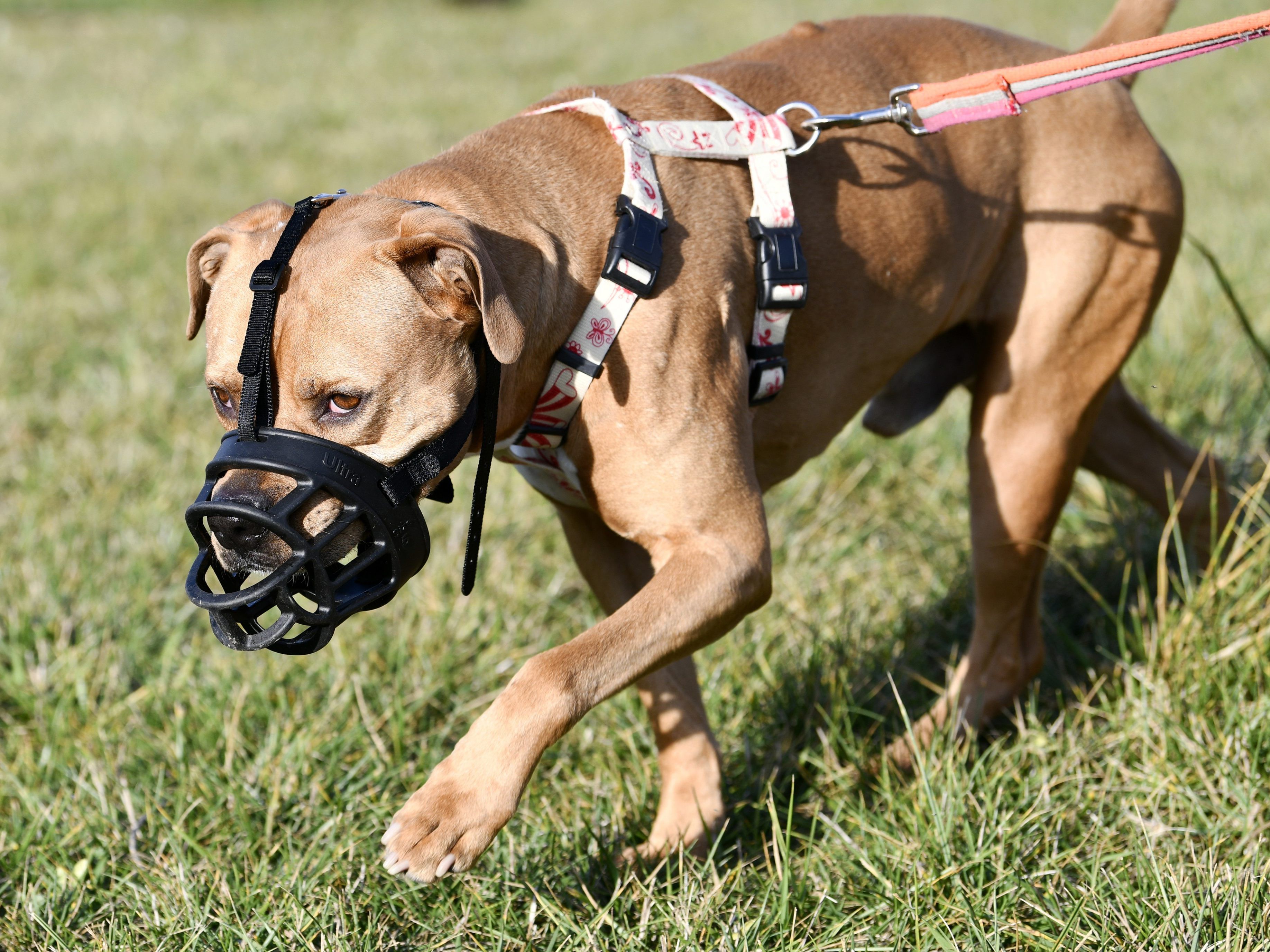 Ab 1. Jänner werden Besitzer von Listenhunden, die augenscheinlich betrunken mit ihrem Hund unterwegs sind, zum Alko-Test aufgefordert.