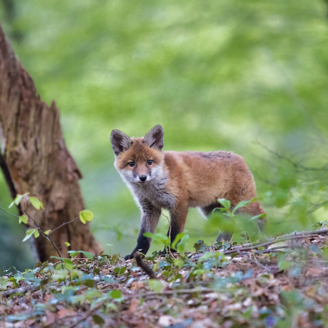 Der Fuchs wurde bereits des öfteren in innerstädtischen Wiener Grätzeln gesichtet.