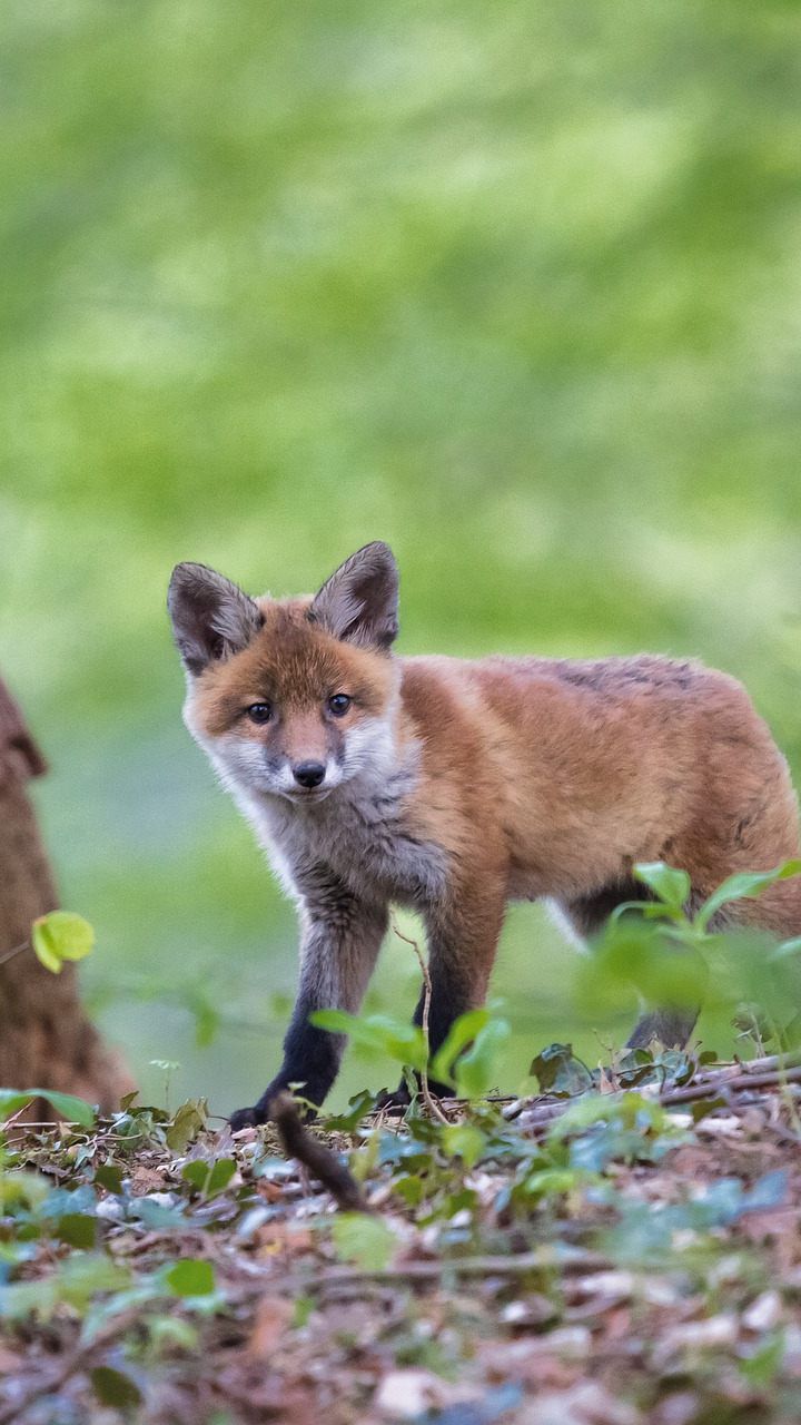 Der Fuchs wurde bereits des öfteren in innerstädtischen Wiener Grätzeln gesichtet.