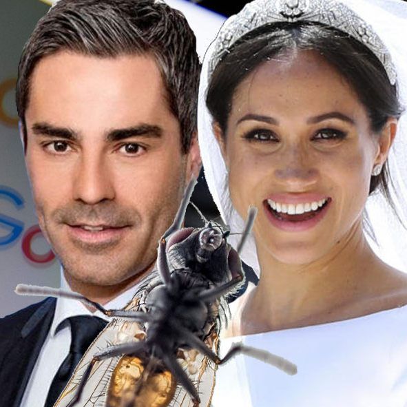 Österreich interessierten sich auch für Fliegen, Rafreider und Markle