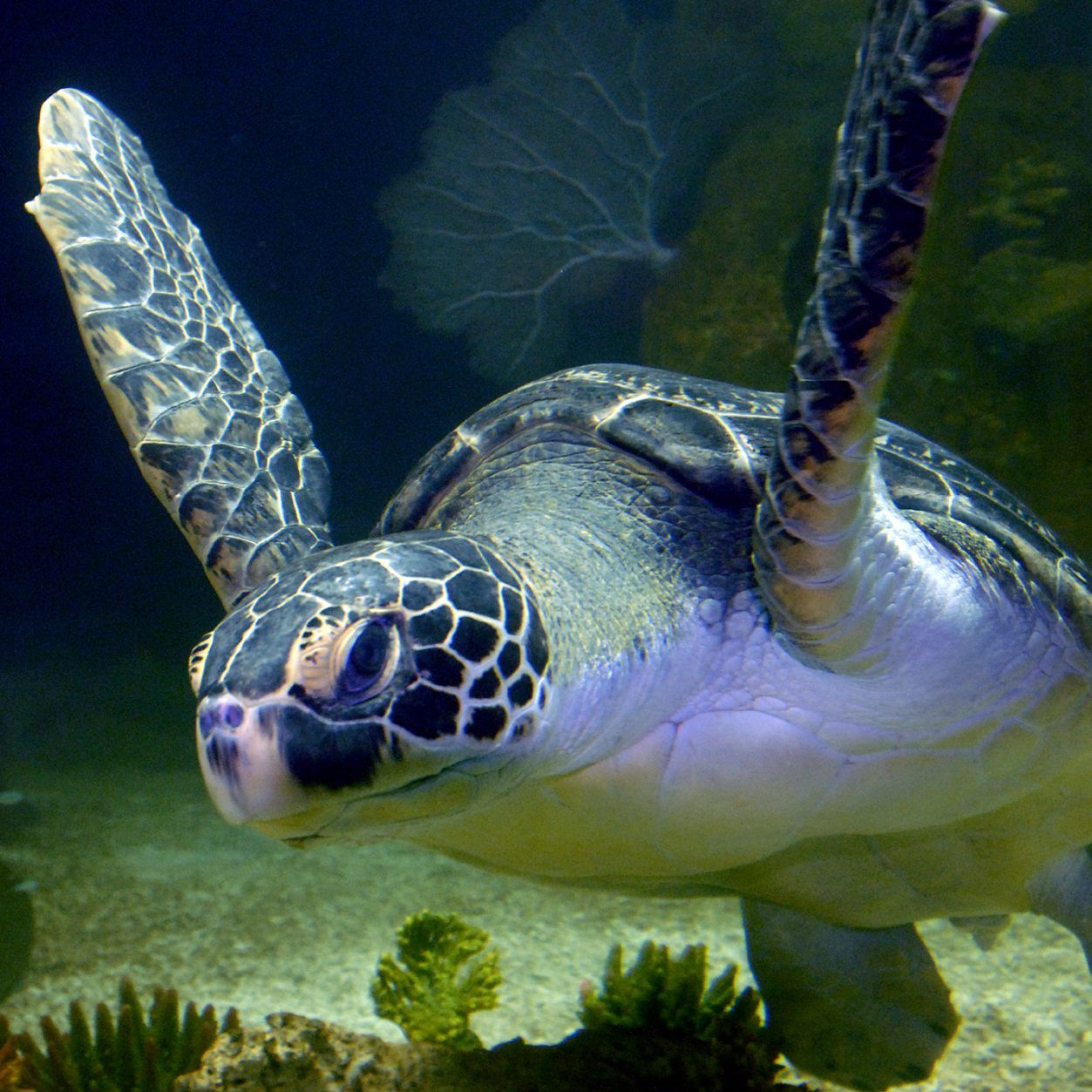 Am 21. Dezember gibt es eine Preisaktion des Haus des Meeres in Wien.