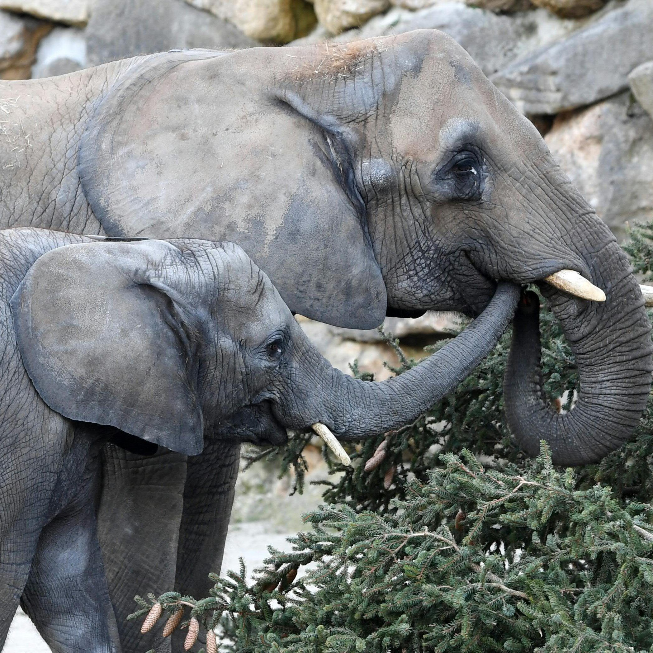 Die Elefantenherde freute sich über das Nadel-Frühstück.