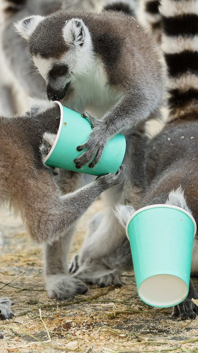 Eigens kreierte Spielzeuge sorgen bei den Zootieren für Abwechslung.