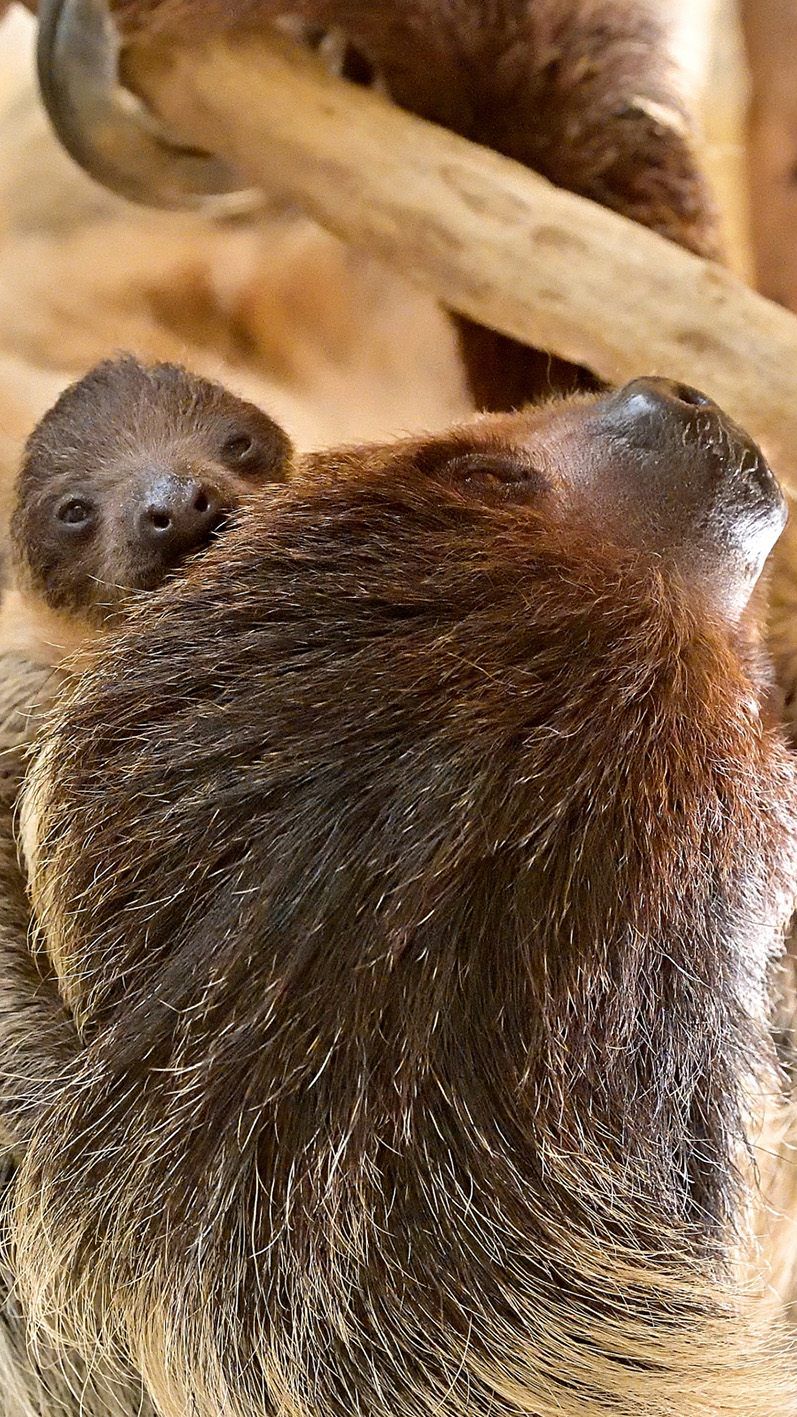 Das Jungtier klammert noch an der Mutter, daher konnte das Geschlecht noch nicht bestimmt werden.
