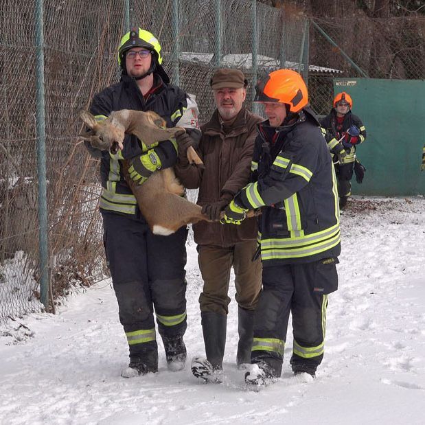 Zwei Rehe mussten von der Feuerwehr im Bezirk Baden aus dem eingezäunten Tennisplatz befreien.