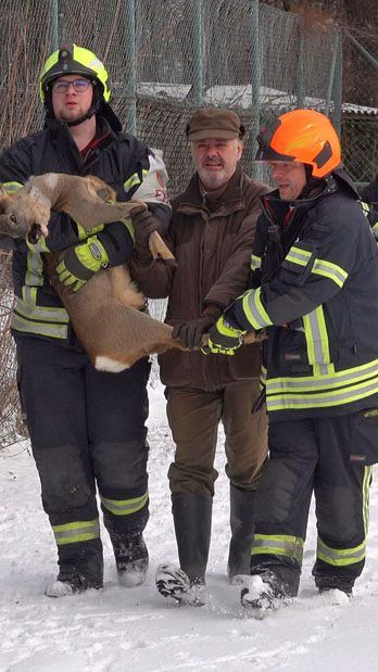 Zwei Rehe mussten von der Feuerwehr im Bezirk Baden aus dem eingezäunten Tennisplatz befreien.