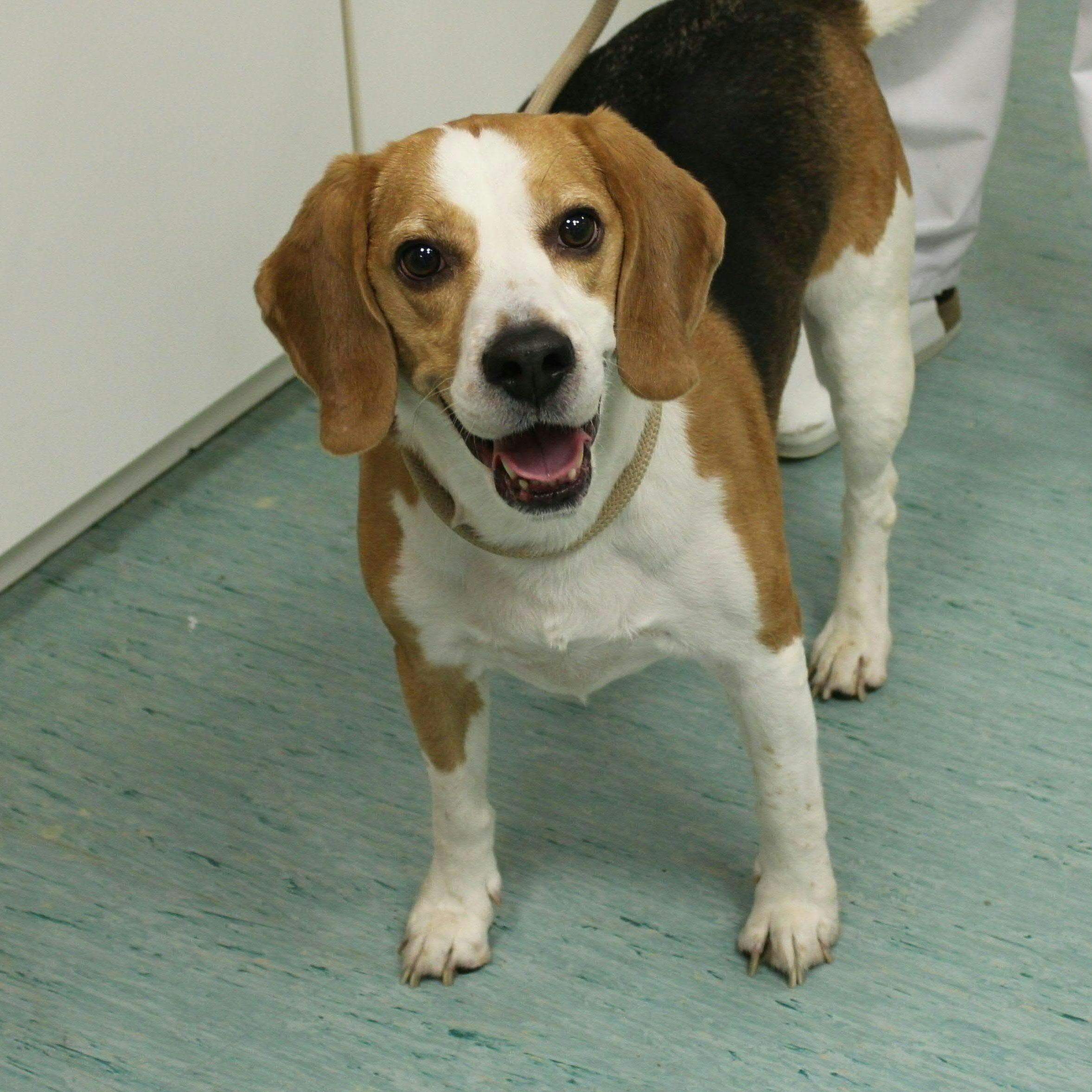 Der Beagle wurde an einen Baum am Wienerberg angebunden und ausgesetzt.