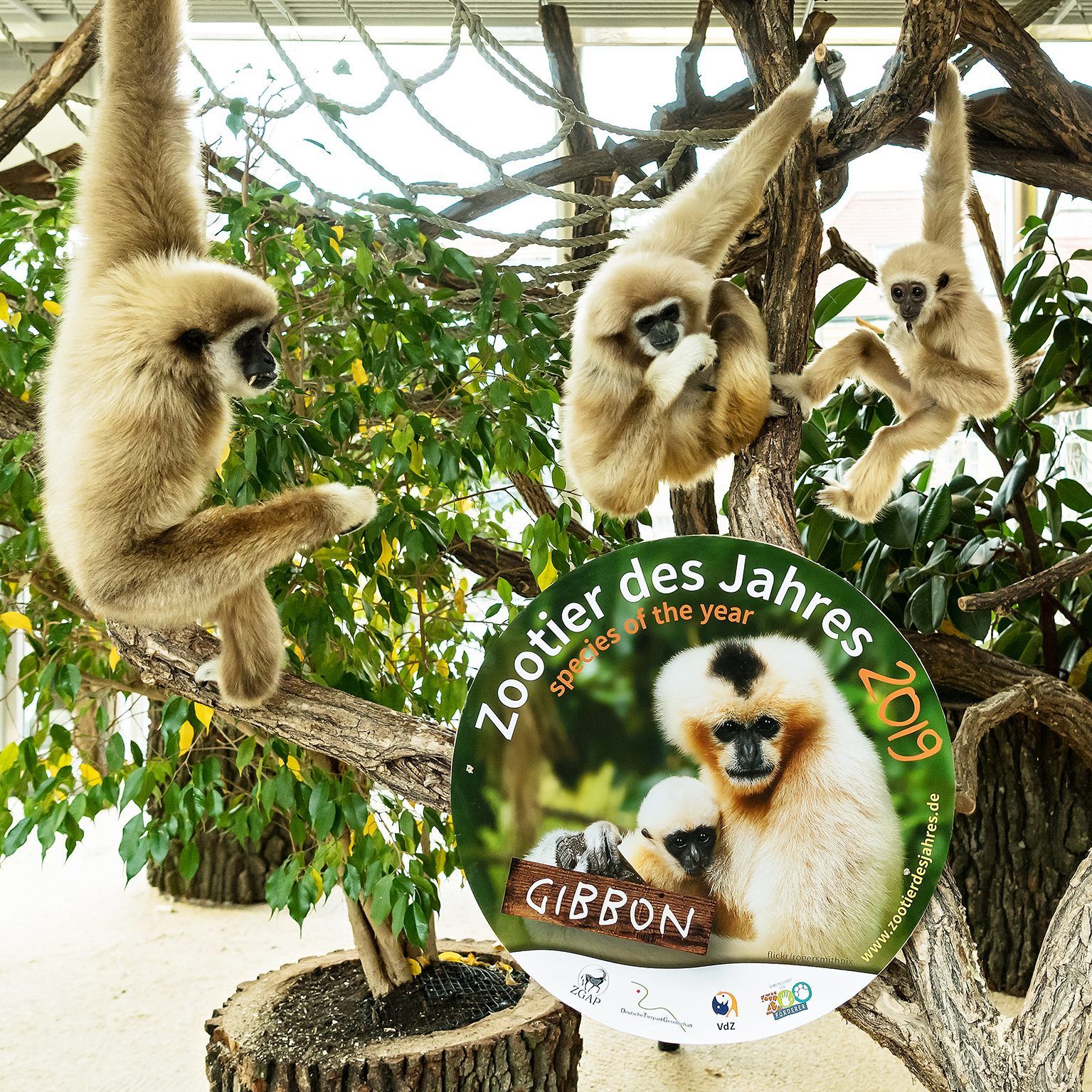 Im Tiergarten Schönbrunn lebt eine Familie der Weißhandgibbons.