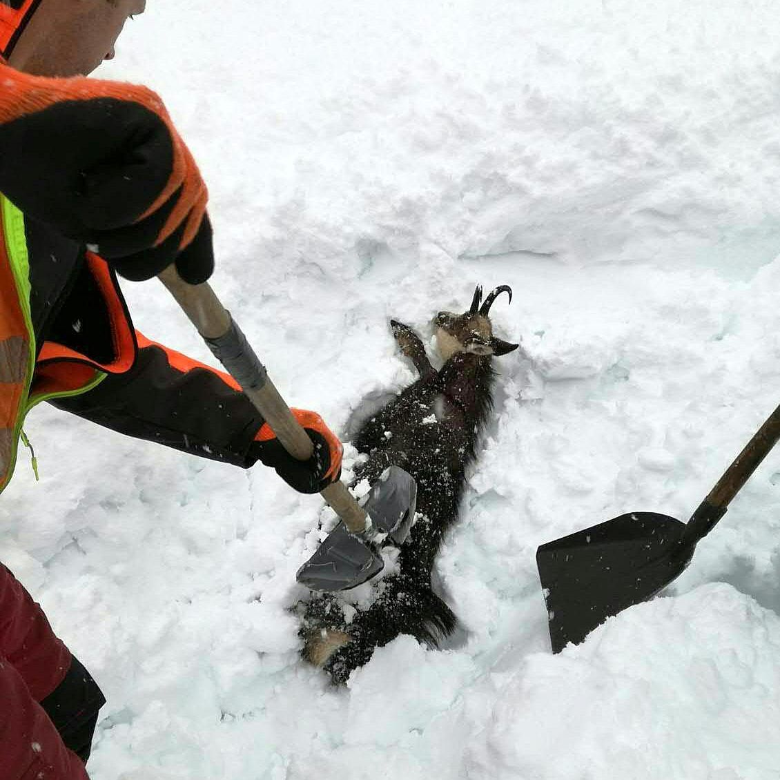 Die ÖBB-Mitarbeiter konnten die Gams aus den Schneemassen befreien.