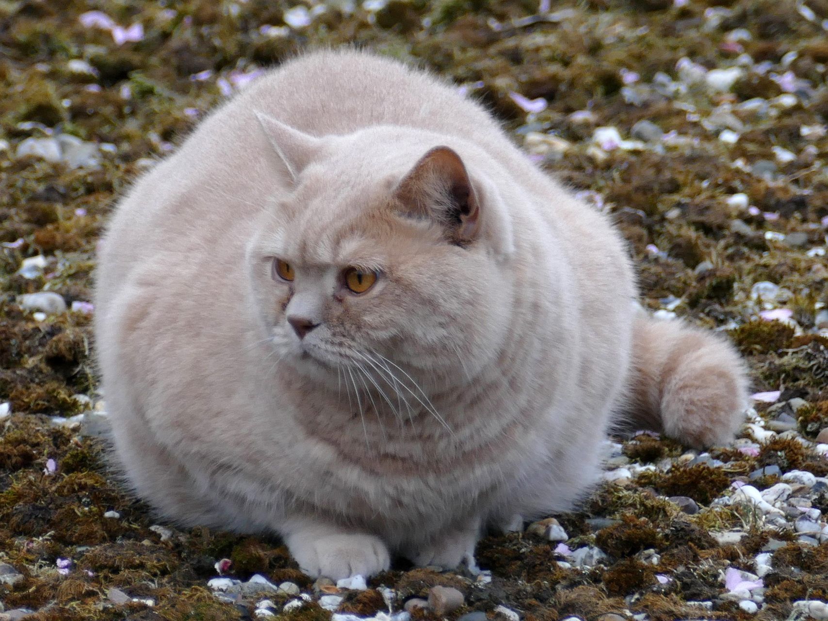 Auch manche Katzen könnten regelmäßigen Auslauf und ein Trainingsprogramm gebrauchen.