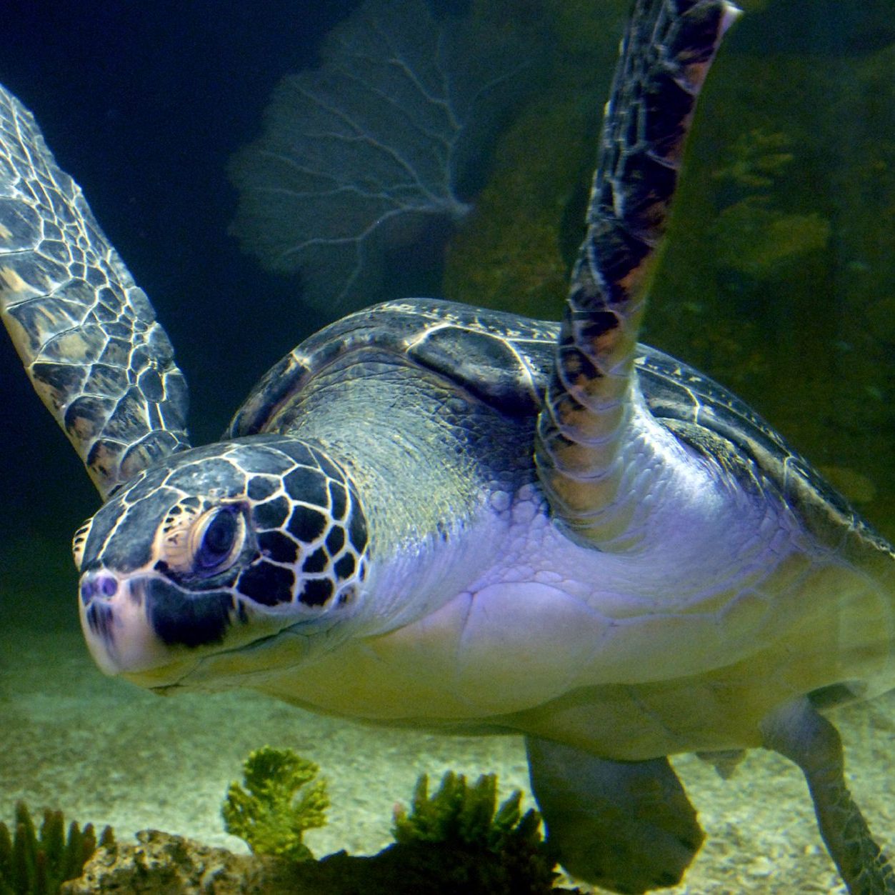ETI übernimmt die Patenschaft für "Puppi" im Haus des Meeres.