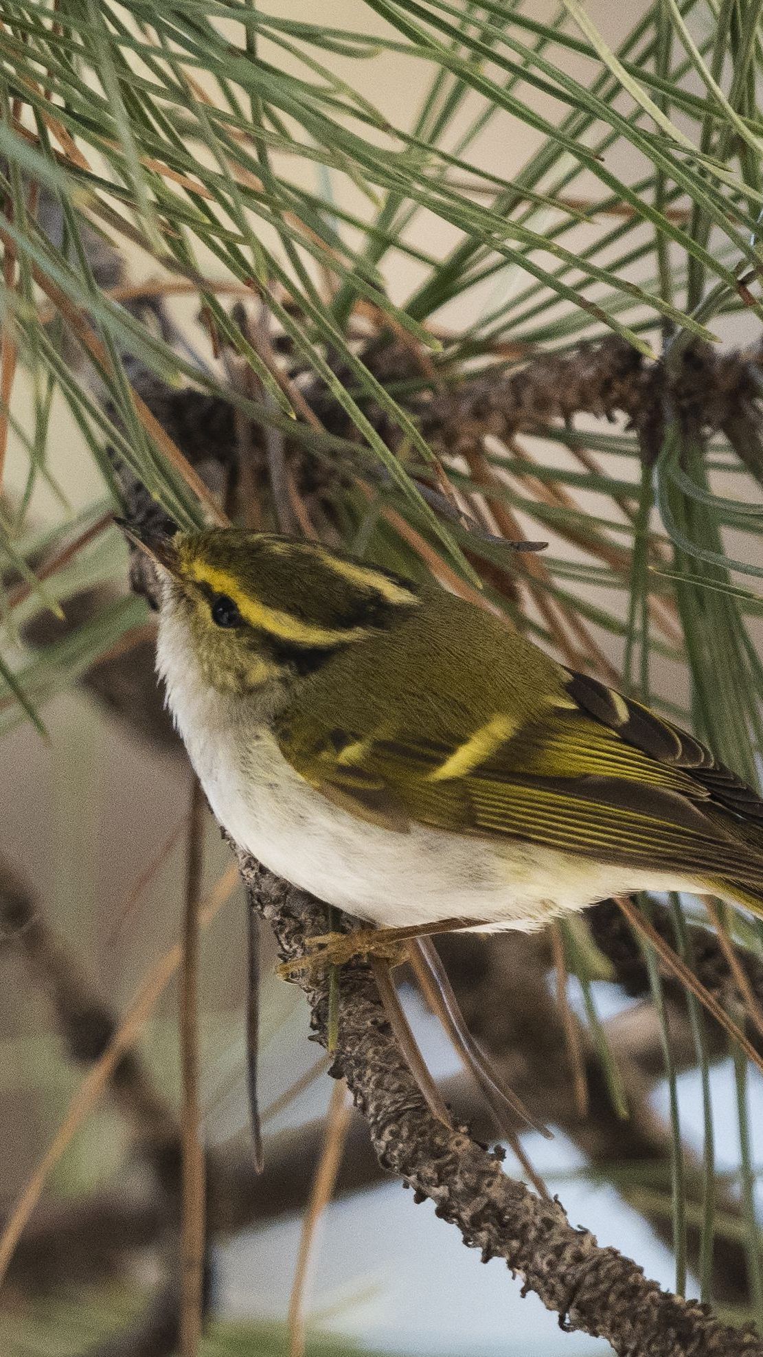 Der Vogel wurde am Montag vor dem NHM wien gesichtet.