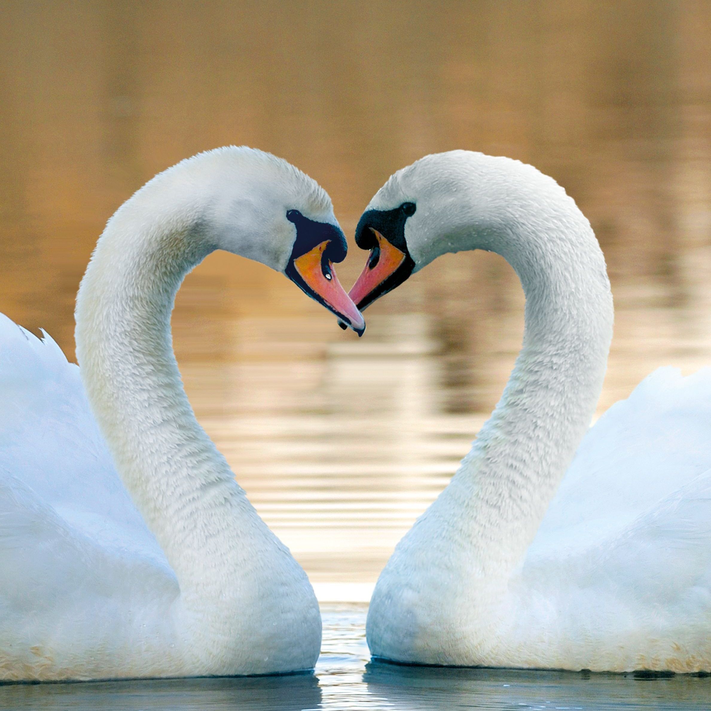 Am 14. Februar wird im NHM ein Exkurs ins Liebesleben der Tiere gemacht.