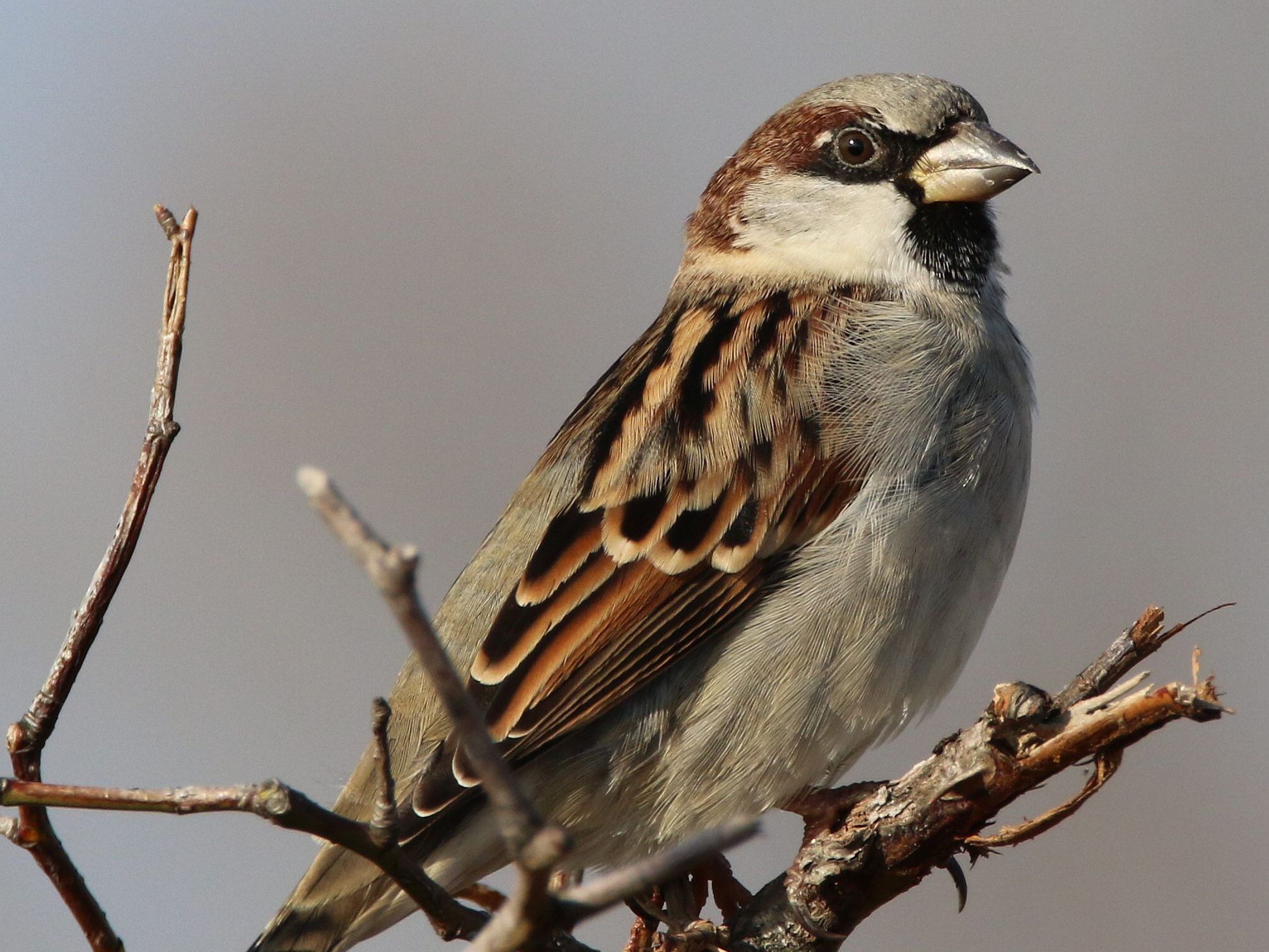 Der Spatz ist erstmals der meistgesehenste Vogel.