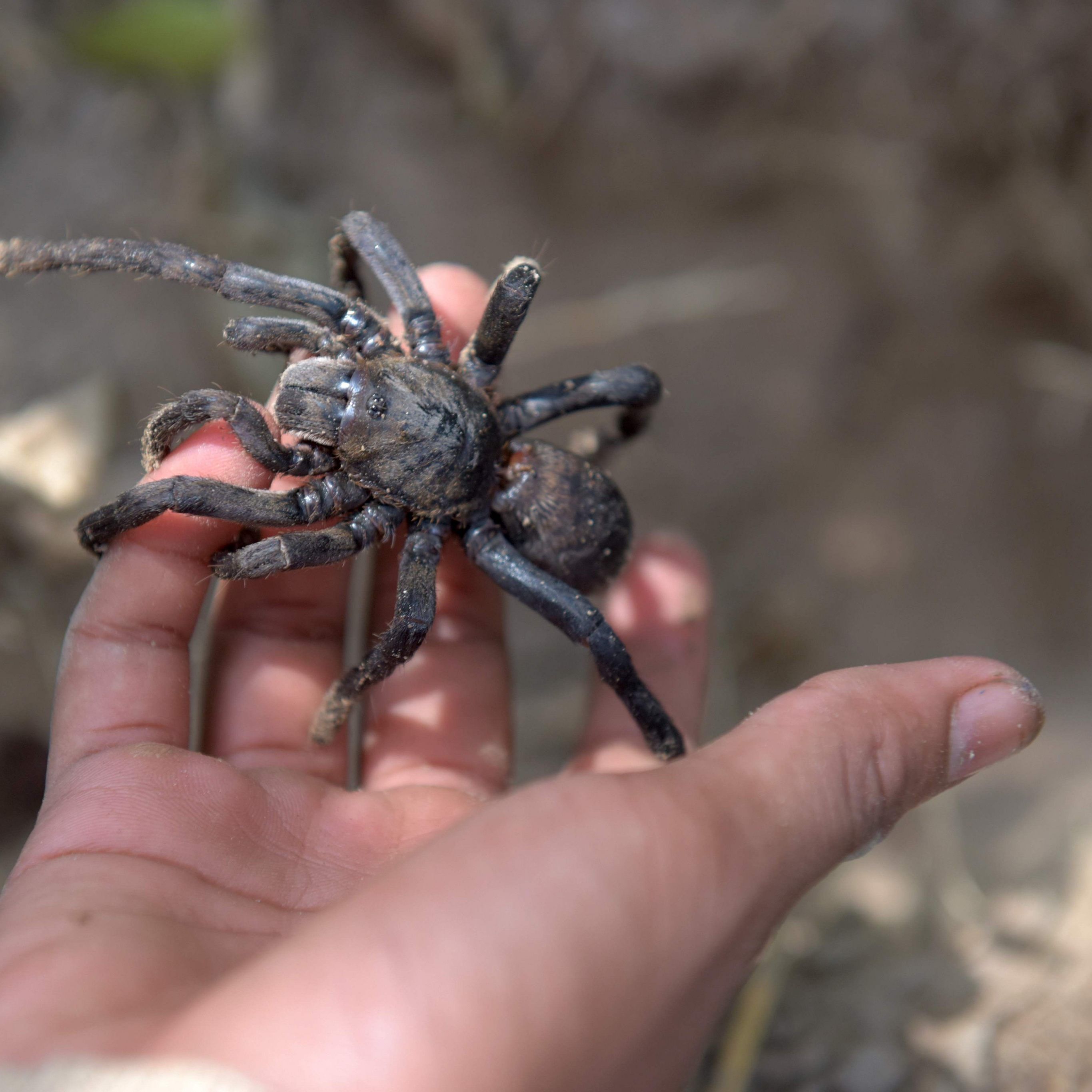 Fürchten Sie sich vor Spinnen?