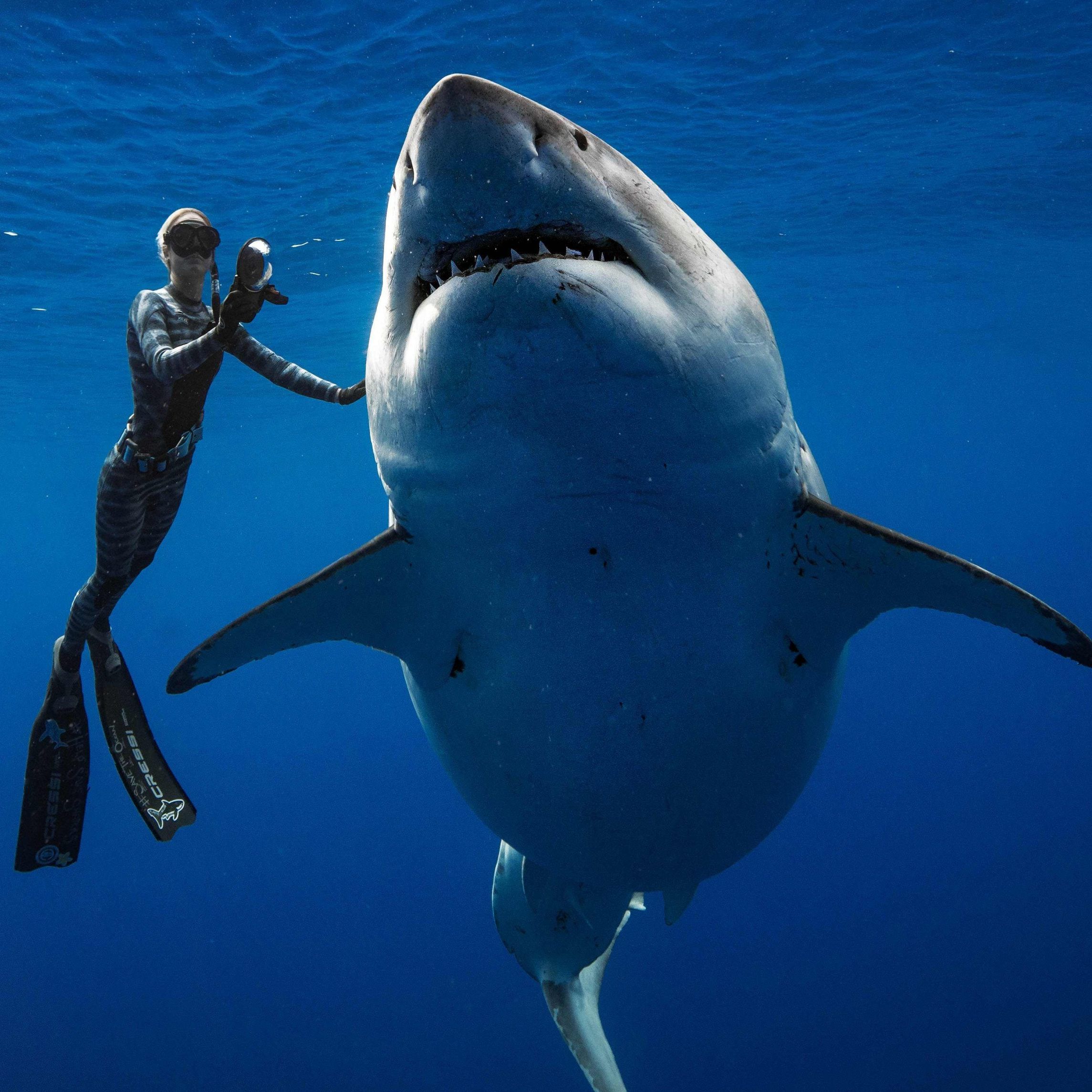 Ein imposantes Tier.