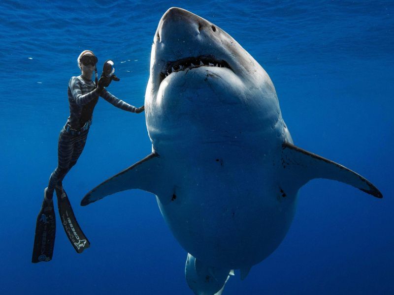 Wunderschönes Tier Riesiger Weißer Hai vor Hawaii Tiere national VOL.AT