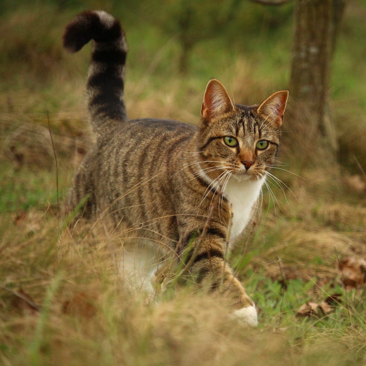 Die Polizeikatze wird vermisst.