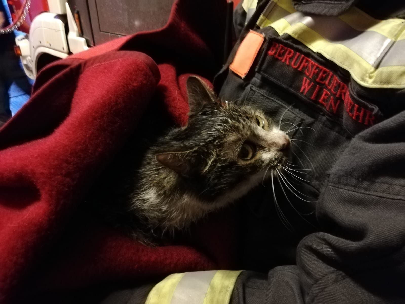 Die Wiener Berufsfeuerwehr konnte eine Katze und deren Herrchen aus der Wohnung retten.