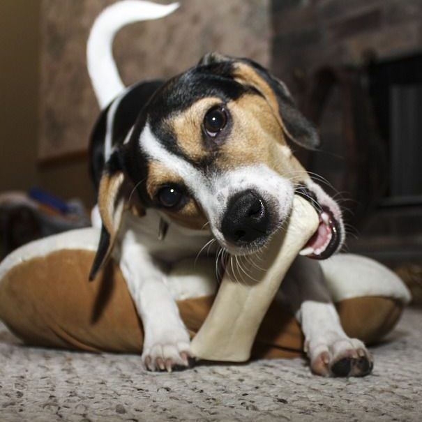 Auch Hunde wollen gepflegt sein.