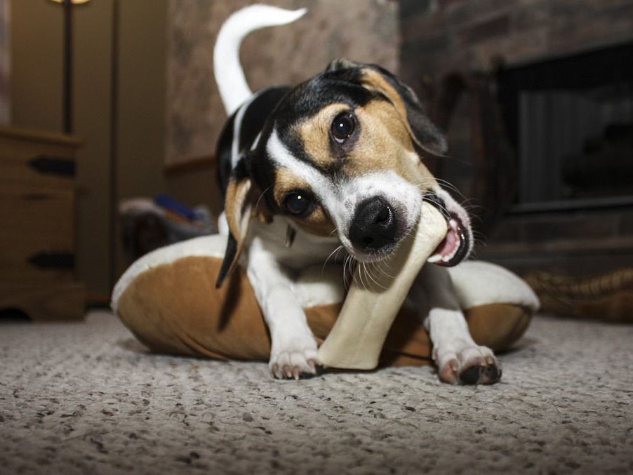 Auch Hunde wollen gepflegt sein.