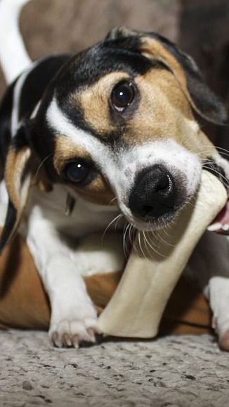 Auch Hunde wollen gepflegt sein.