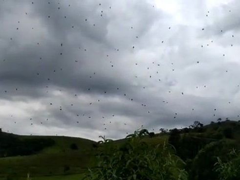 Spinnen fallen einfach vom Himmel.