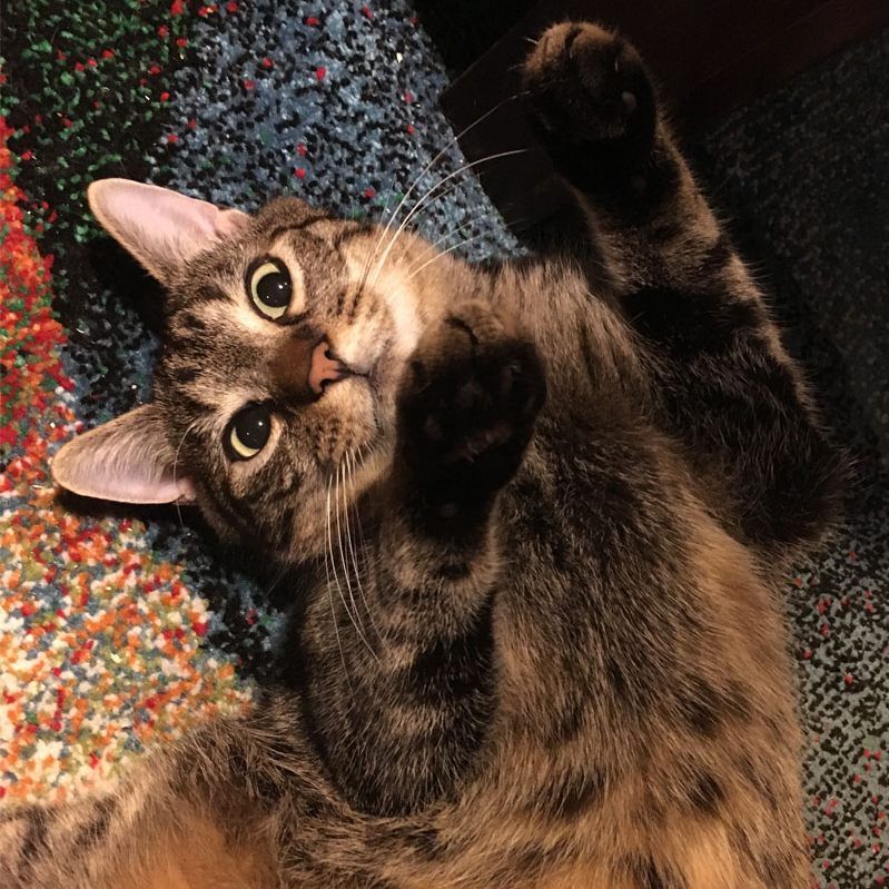 Immer mehr gleichen die Tiernamen Kindernamen.