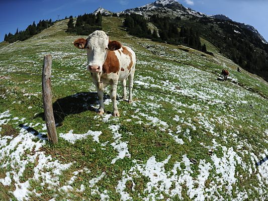 Vor allem Hunde sorgen für Unruhe bei den Tieren Vor allem Hunde sorgen für Unruhe bei den Tieren