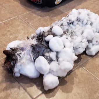 So wurde Katze Fluffy beim Tierarzt eingeliefert.