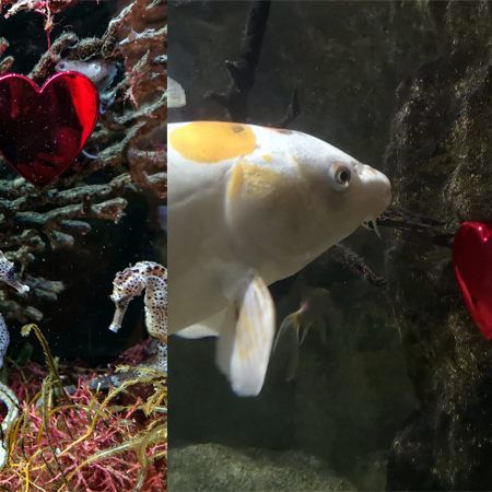 Das Haus des Meeres bietet eine Spezialführung am Valentinstag an.