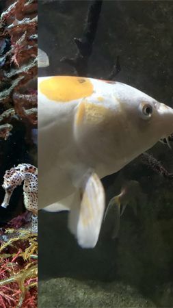 Das Haus des Meeres bietet eine Spezialführung am Valentinstag an.