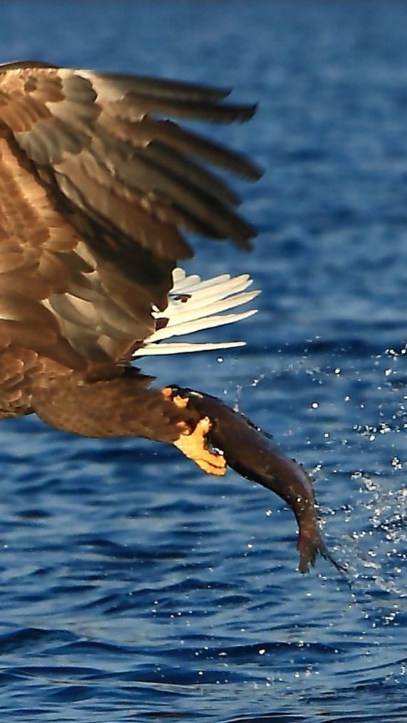 177 Seeadler überwintern diese Saison in Österreich.