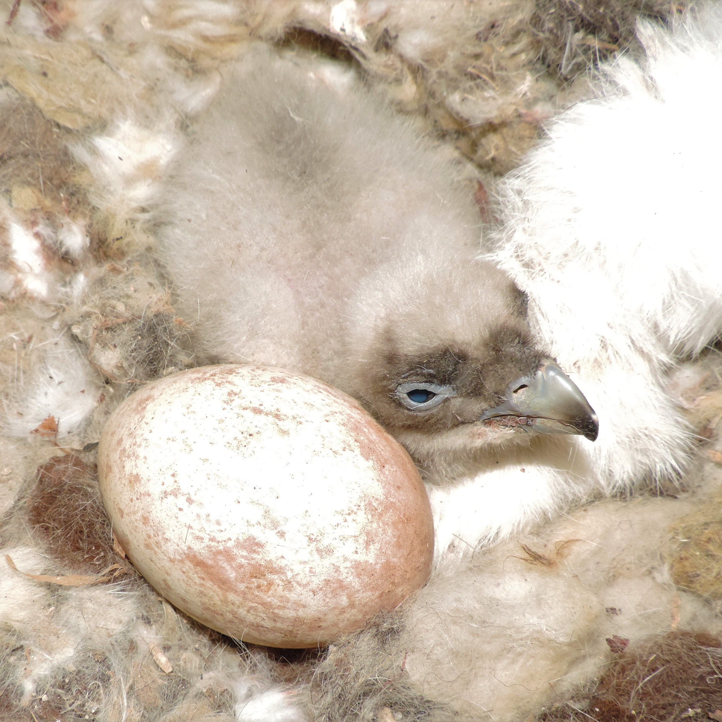 Die ersten Küken der Bartgeierbrutsaison 2019 sind geschlüpft.