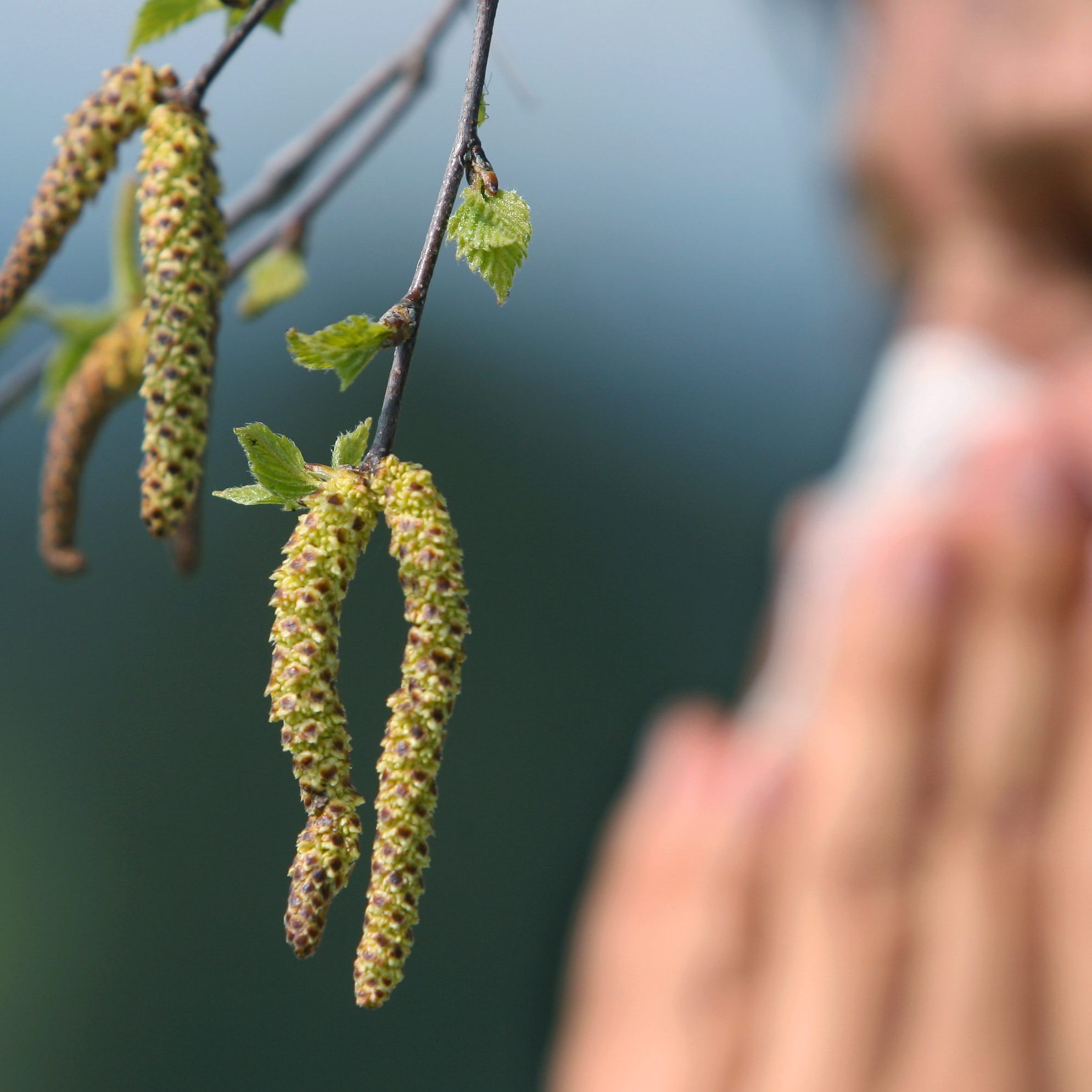 Für Allergiker geht die Pollen-Saison heuer besonders früh los.
