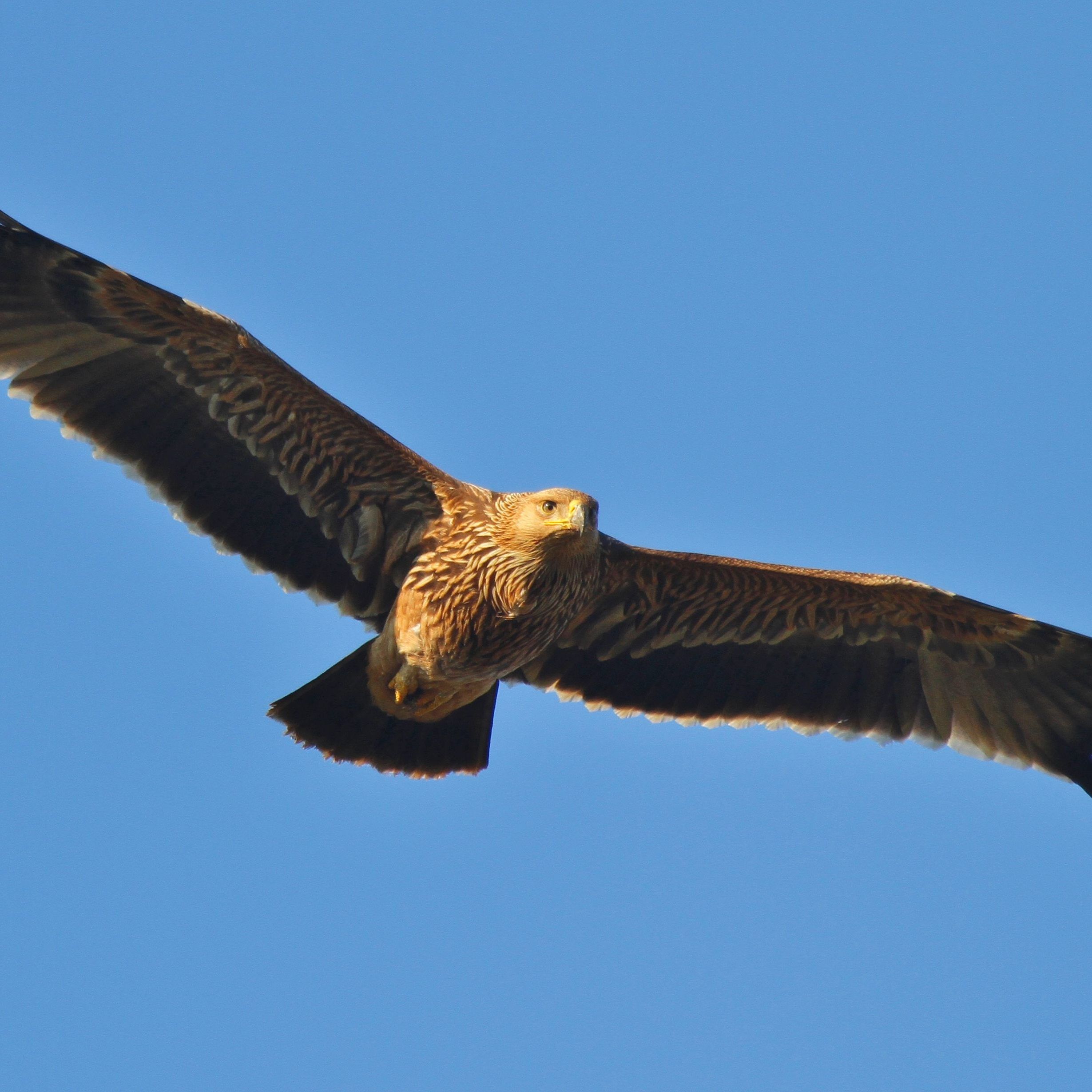 Die Schutzbemühungen um die Tiere zeigen erste Erfolge.