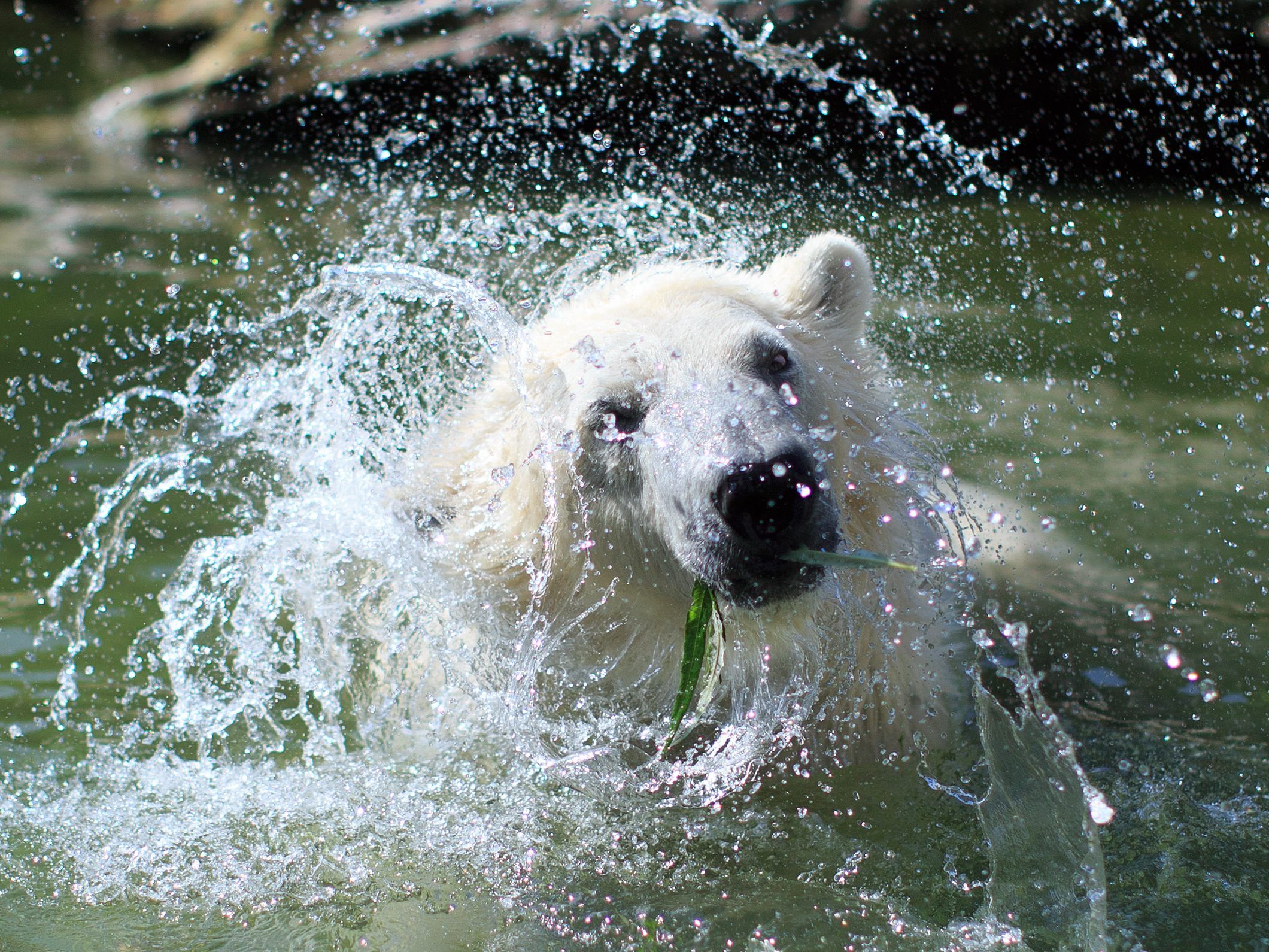 Zum Welt-Eisbären-Tag bietet der Tiergarten Schönbrunn ein spezielles Programm.