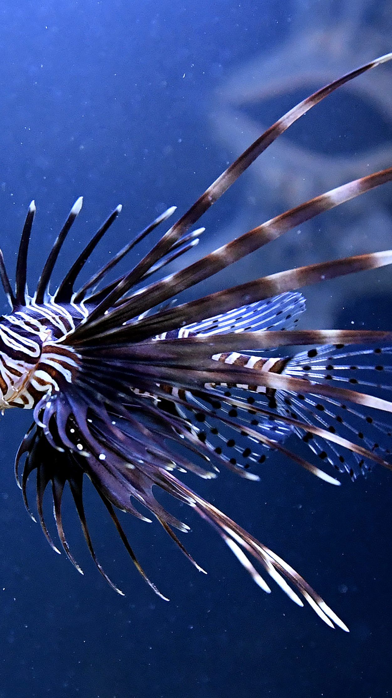 Michael Häupl eröffnete die neue Abteilung für tropische Meerestiere im Haus des Meeres.