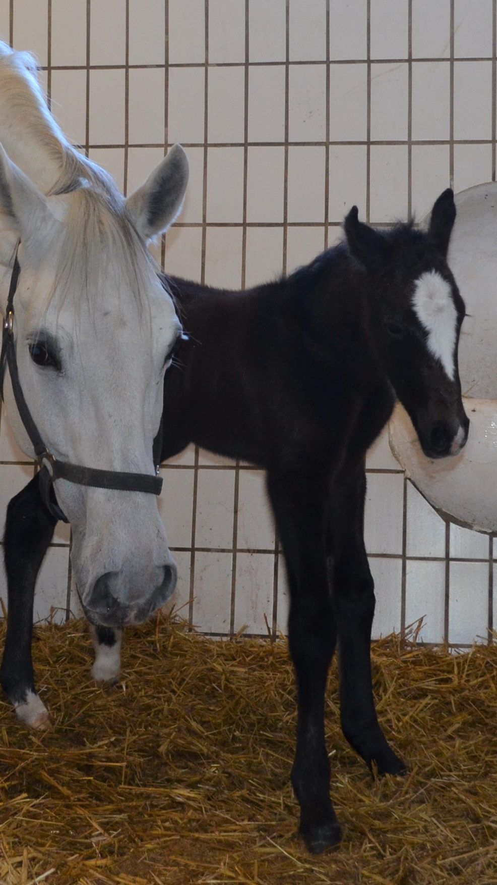 Hengst "Maestoso Rianna" und seine Mutter "Rianna" sind wohlauf.