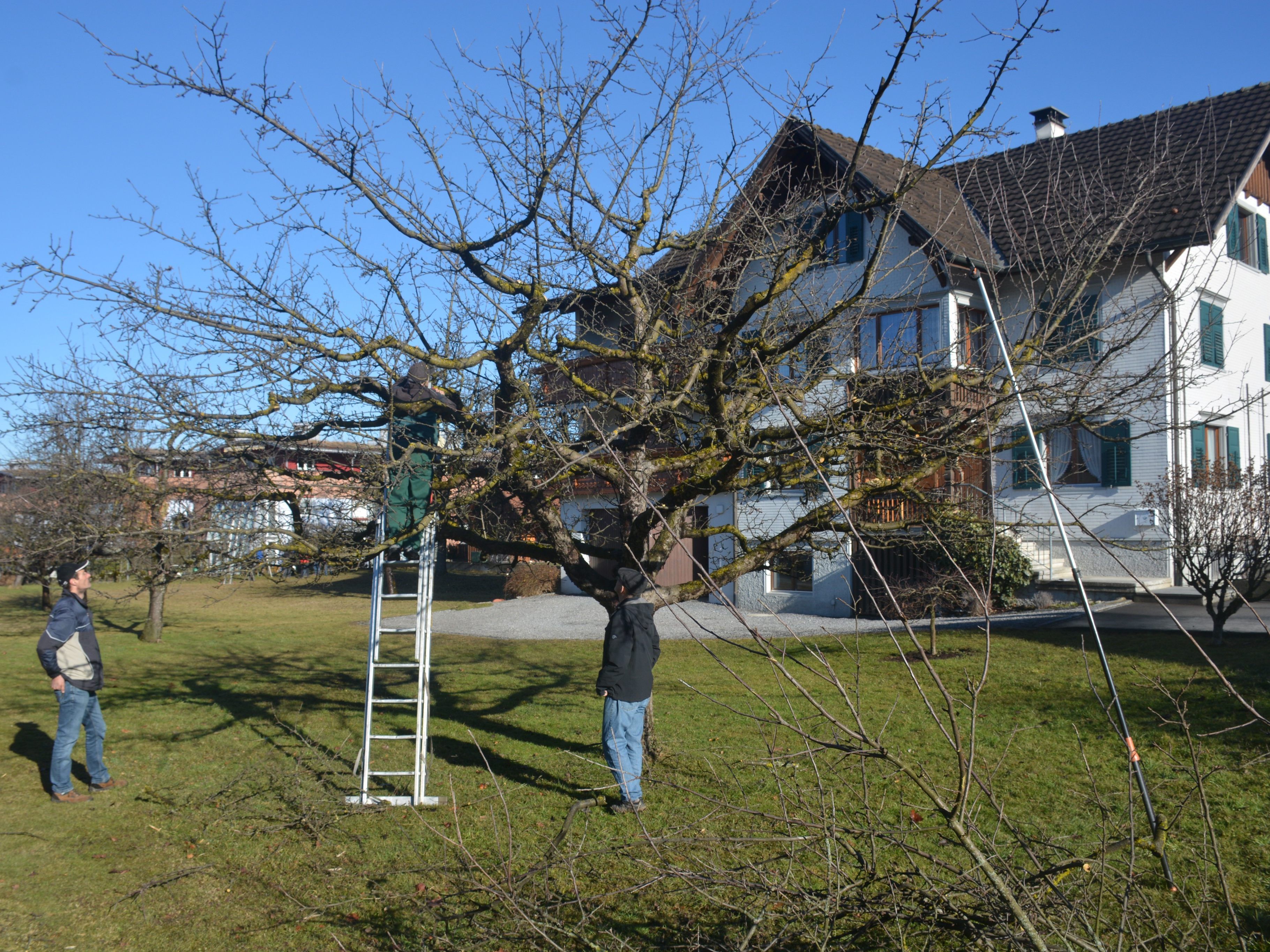 Baumschnittkurs