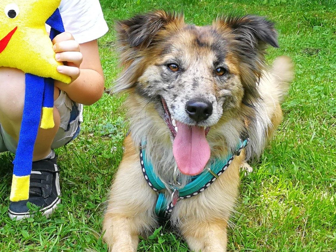 Dank der Spende konnte einem Jugendlichen der Wunsch nach einem Diabetiker Warnhund erfüllt werden.