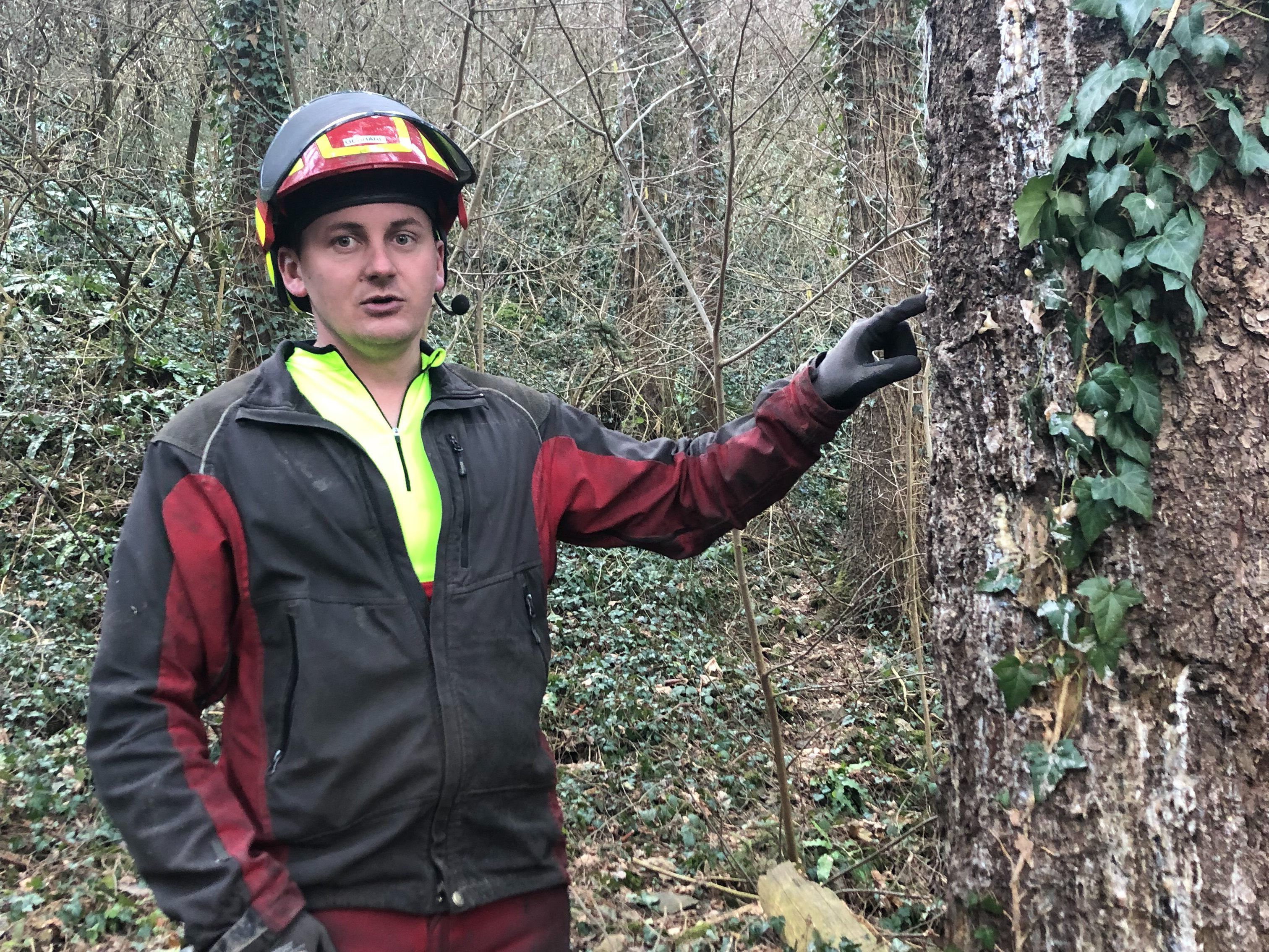 Gerhard Rädler beim Ortsaugenschen unterhalb der Ruine Neu-Montfort. Hier muss ein großes Waldstück wegen Borkenkäferbefall gerodet werden.