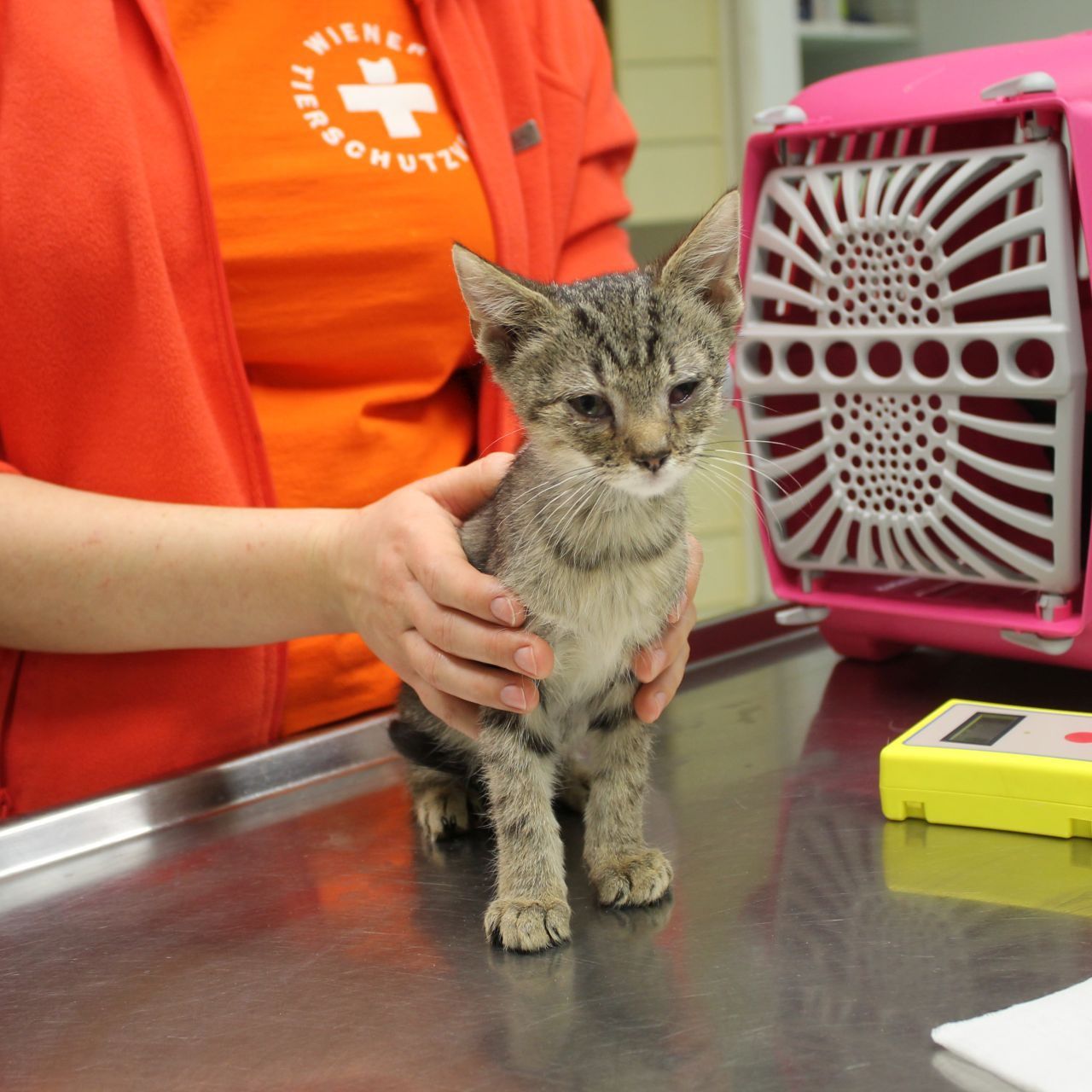 Die Kunstauktion findet zugunsten des Wiener Tierschutzverein im Dorotheum statt.