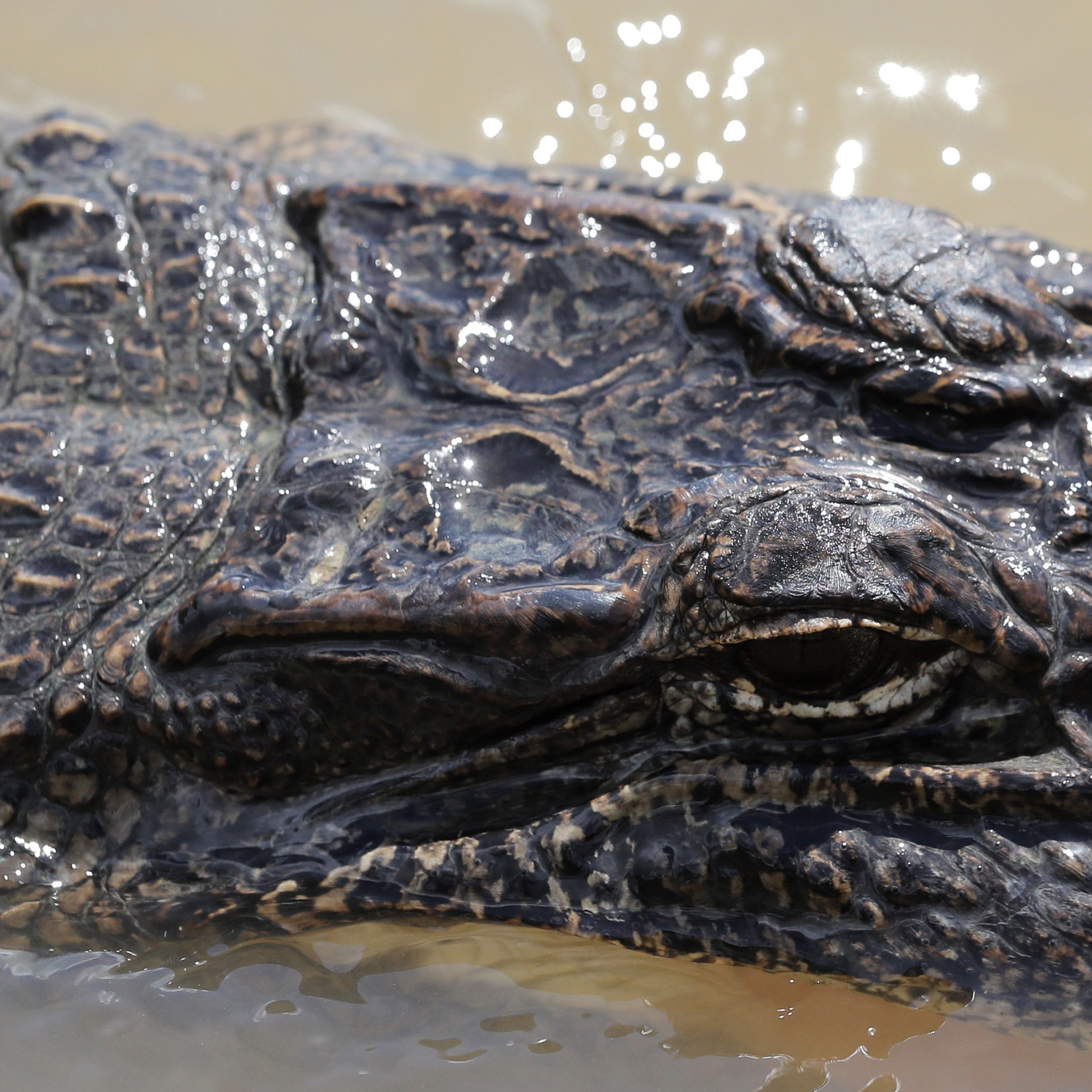 Der Alligator ließ der Python keine Chance.