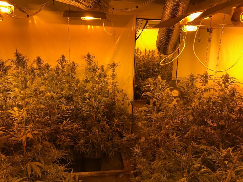 Eine stolze Plantage mit 624 Cannabis-Pflanzen wurde gestern in Wien-Donaustadt ausgehoben. Eine stolze Plantage mit 624 Cannabis-Pflanzen wurde gestern in Wien-Donaustadt ausgehoben.