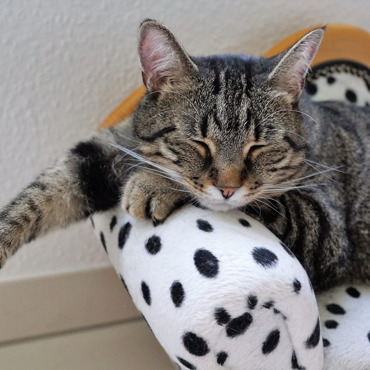 Die größte Haustiermesse Österreichs findet in Wien statt.