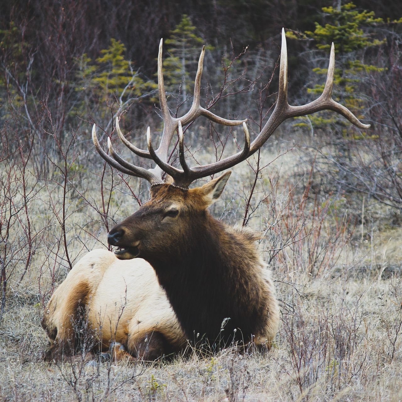 Bislang ging man davon aus, dass sich nur Hirsche und ähnliche Tiere anstecken können.