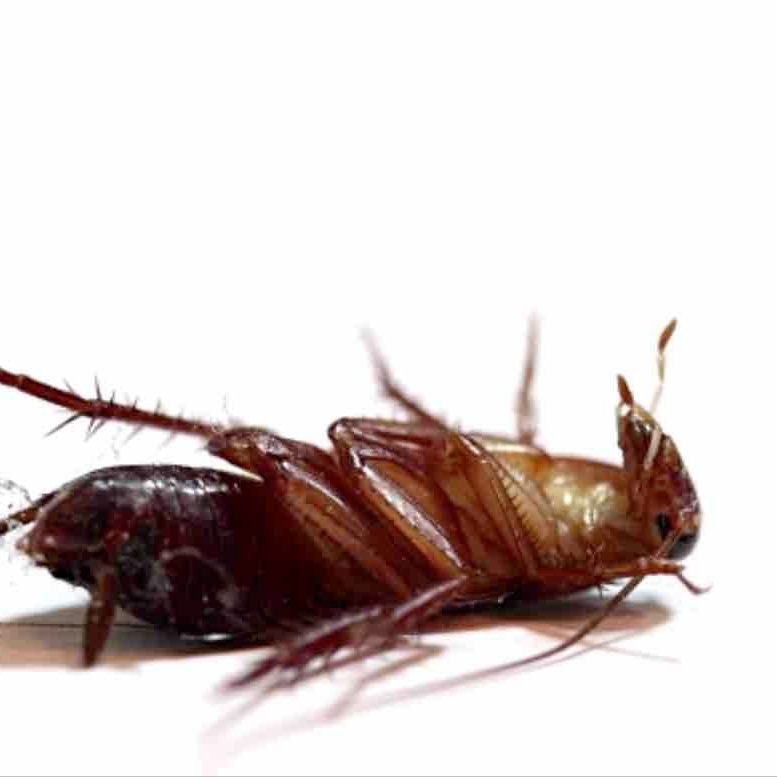 Kakerlakenmilch soll gesund sein.